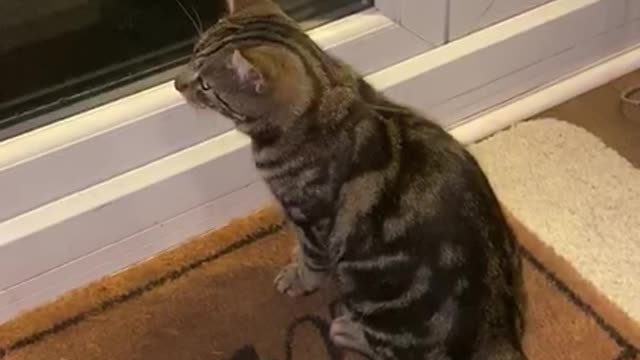 Pablo the Tabby Fighting His Reflection