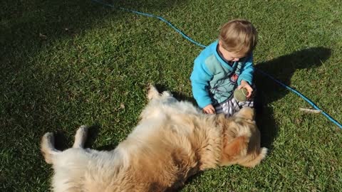 Golden Retriever and Baby