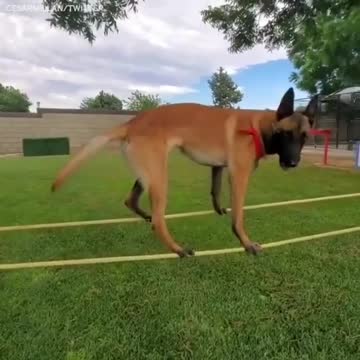 Watch a Dog do balancing