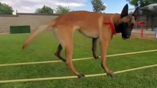 Watch a Dog do balancing