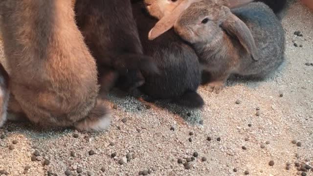 [Cute Rabbit] I love to have a meal.