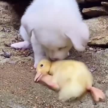 Puppies Help Ducklings