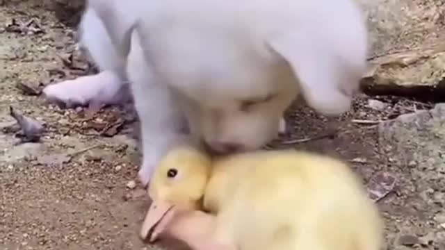 Puppies Help Ducklings