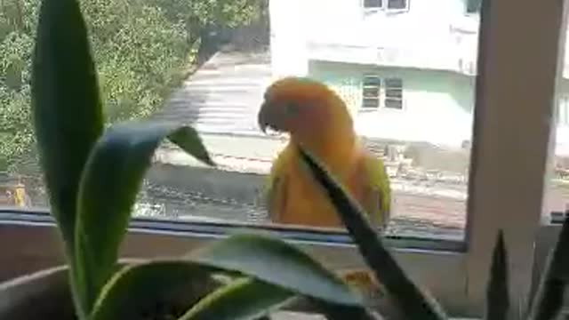 Domesticated Parrots visiting its neighbor||🇹ðŸ‡