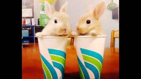 Cutest bunnies