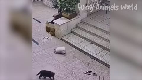 Funny Dogs And Cats Videos 2023 😅👌