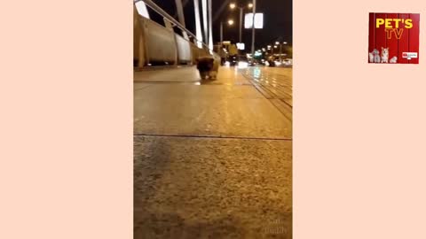 Cute baby dog videos