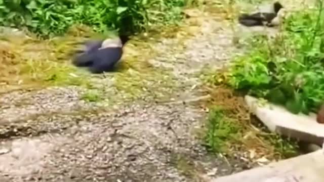 Cat Vs Birds Very Dangerous Fight #fight