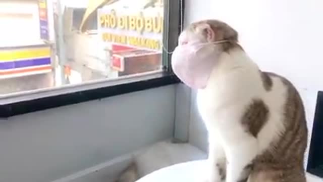 Cat wearing a mask to prevent Coronavirus
