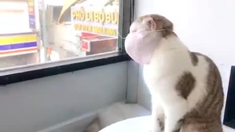 Cat wearing a mask to prevent Coronavirus