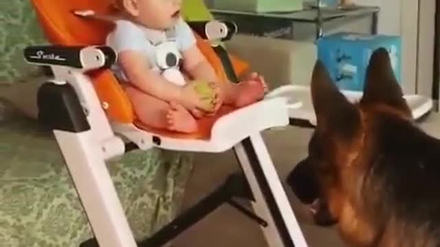 Good communication between the dog and the baby