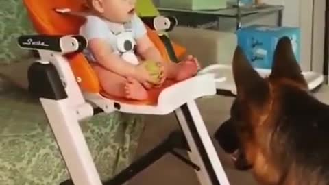 Good communication between the dog and the baby