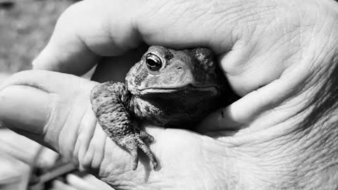 Amazing Nature: Good Morning Toad