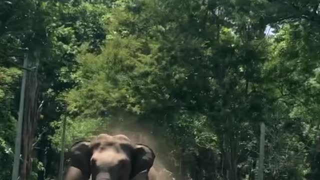 Elephant_attacking_a_car_at_nagarahole_tiger_reserve