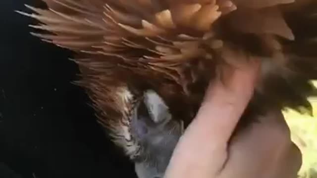 Eagle Preciously Cuddles With Its Owner