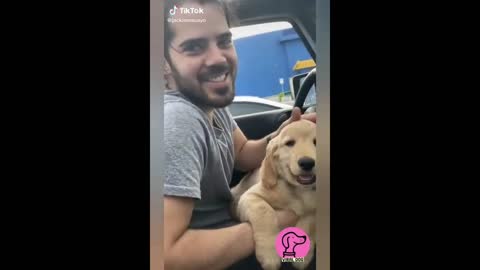 VIRAL DOGS of TIK TOK 2021 BABY DOGS 🐣