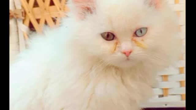 cat video-cute cat video #shorts #beautiful #animal #sweet