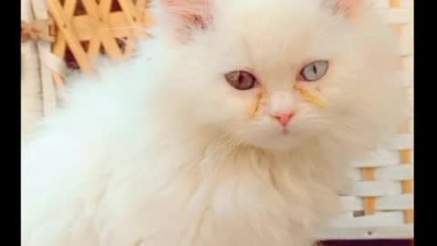 cat video-cute cat video #shorts #beautiful #animal #sweet