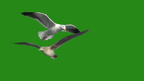 Bird flying in the sky
