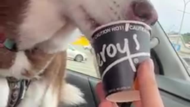 Husky enjoys a Puppuccino