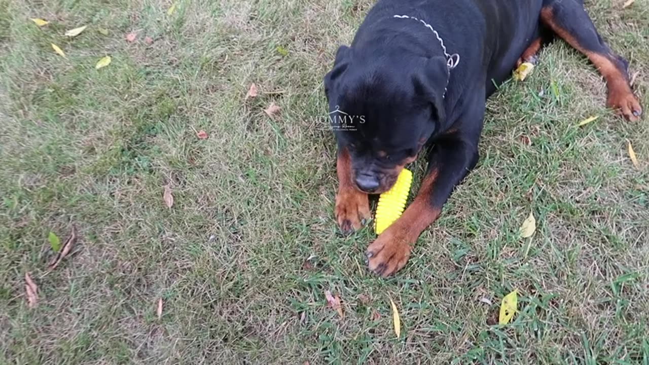 Carllg Dog Chew Toys,Buy from Amazon Link In Description
