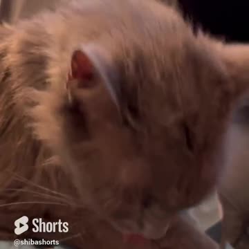 Cat Moves to the Music