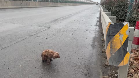 Teddy, whose legs were broken, wanders on the roadside