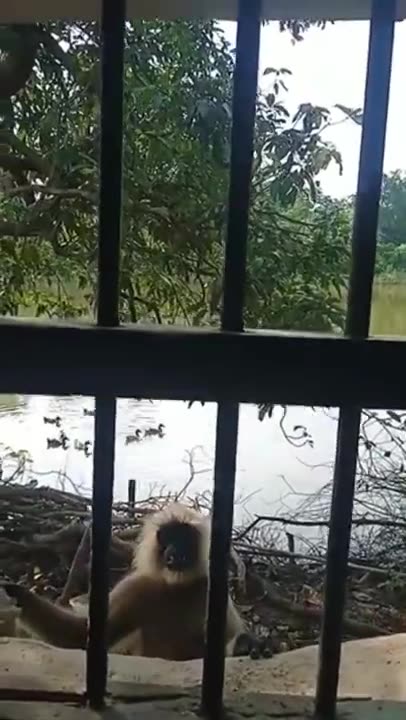 Monkey funny video clips(Copyright free)