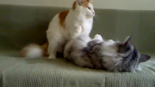 Cats try to mate..