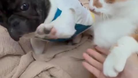 Funny cats and kittens!
