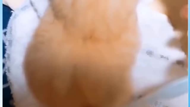 Brushing Fur of Cute Cat #Funny #Video