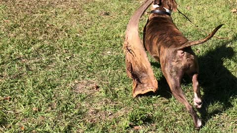 Puppy found a stick