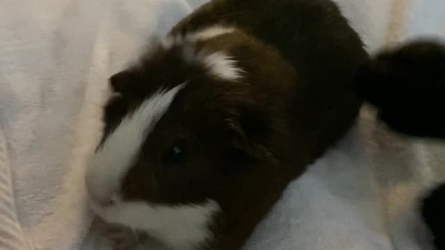 Daisy and Buddy...pals!