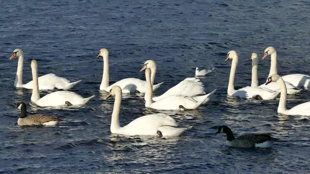 Swans duck in water swimming