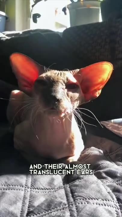 Peterbald Cat 🐶 One Of The Most Expensive Cat Breeds In The World #shorts