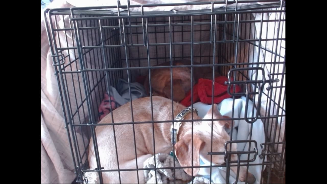 49th Weenie Stream