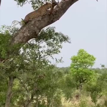 Leopard mother protecting her cubs from hyena
