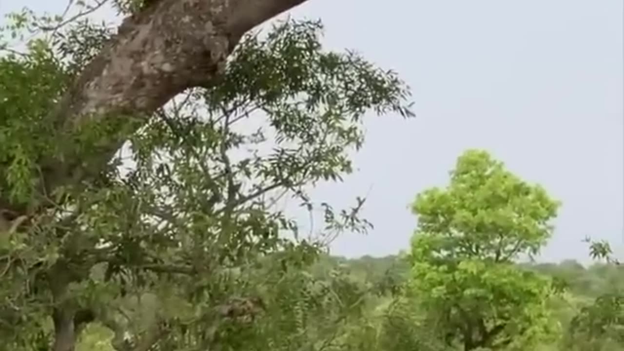 Leopard mother protecting her cubs from hyena