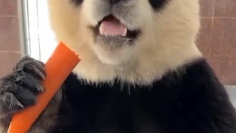 Giant Panda Voice Over