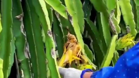 Amazing Fruits And Vegetables Cutting Skills 🤤