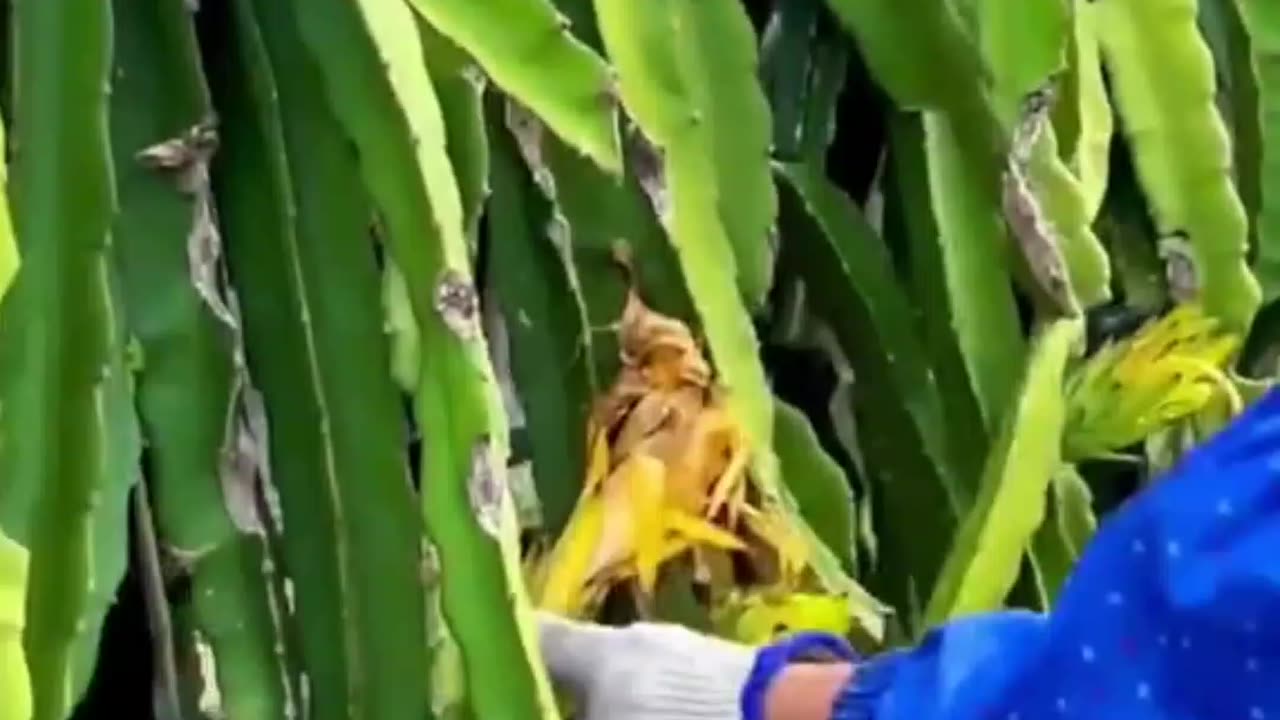 Amazing Fruits And Vegetables Cutting Skills 🤤