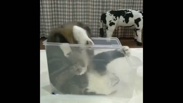 Lazzy cat