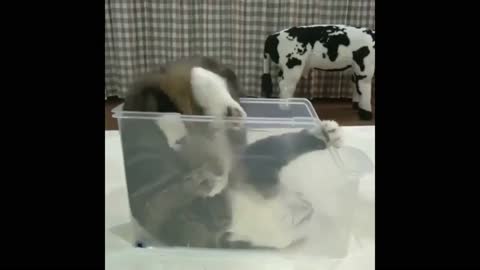 Lazzy cat