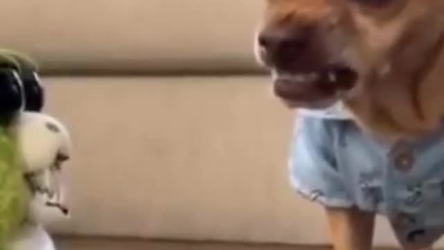 cute DOG, funny animal , funny DOG #short