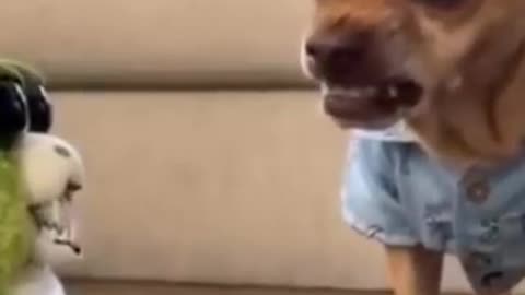 cute DOG, funny animal , funny DOG #short