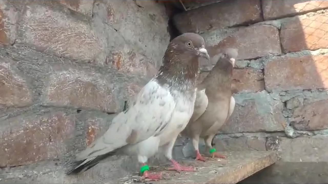 Beautiful lakh pigeon breeder pair best flying