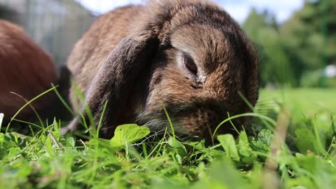 BEAUTİFUL BUNNY