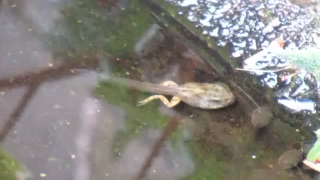 lonely Albino Tadpole just lookin for a friend