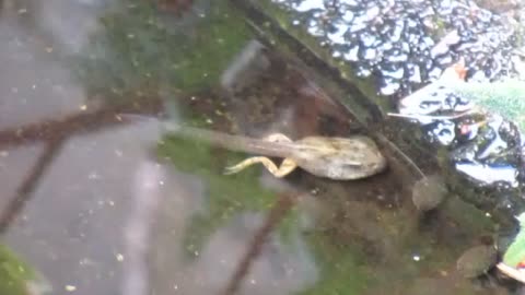 lonely Albino Tadpole just lookin for a friend