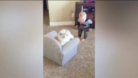 Angry baby vs cat